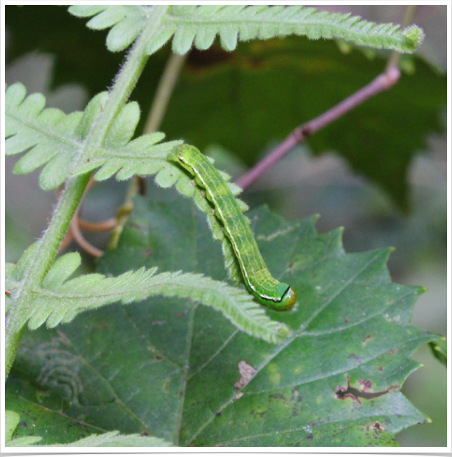 Florida Fern Moth
Callopistria floridensis
Perry County, Alabama